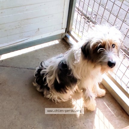 Foto de perro encontrado en Castelsarrain