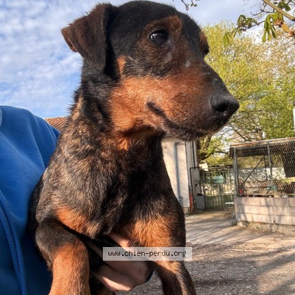 Foto de perro encontrado en Castelsarrain