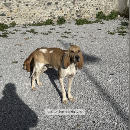 Foto de perro perdido en Bougarber