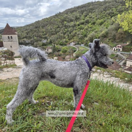 Foto de perro perdido en Bergerac
