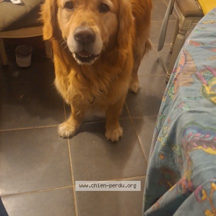 Foto de perro perdido en Escalquens