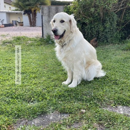 Foto de perro perdido en Domerat