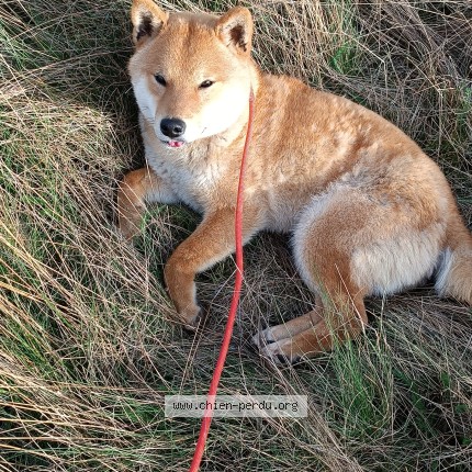 Foto de perro perdido en Dreux