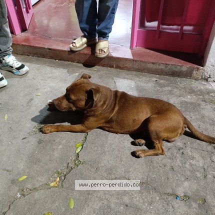 Foto de perro encontrado en San Salvador De Jujuy