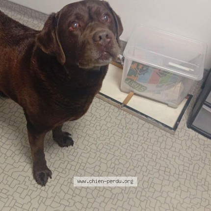 Foto de perro encontrado en Villeneuve D Ascq