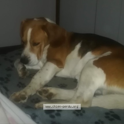 Foto de perro perdido en Saient Georges Les Bains