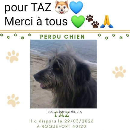 Foto de perro perdido en Saint Justin