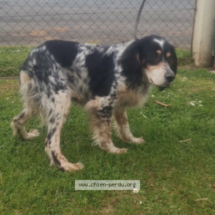 Foto de perro encontrado en Melle