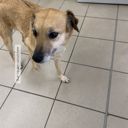 Foto de perro encontrado en Gardonne