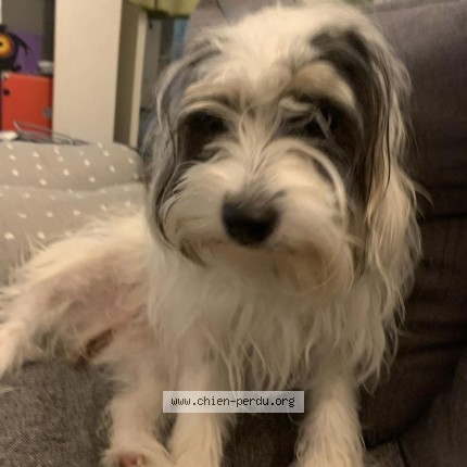 Foto de perro perdido en Cestas