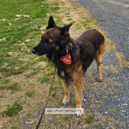 Foto de perro encontrado en Saint Saviol