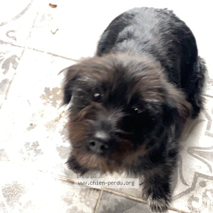 Foto de perro encontrado en Fleury En Biere