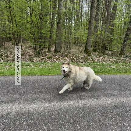 Foto de perro encontrado en Bu