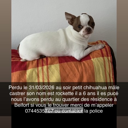 Foto de perro perdido en Belfort