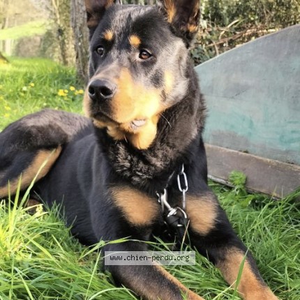 Foto de perro perdido en Saint Fulgent