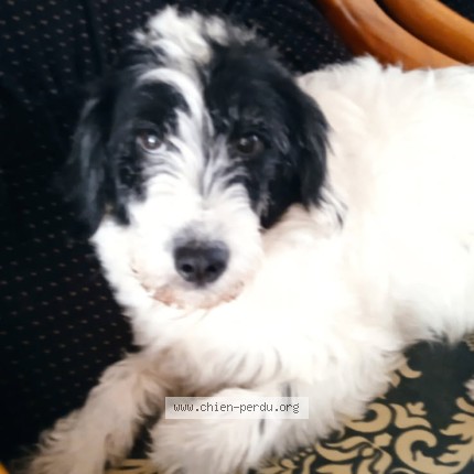 Foto de perro perdido en Oiry