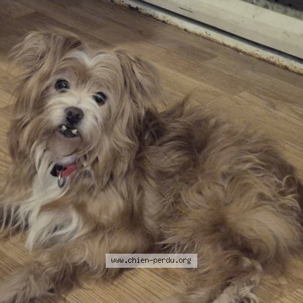 Foto de perro perdido en Saint Gabriel De Brandon