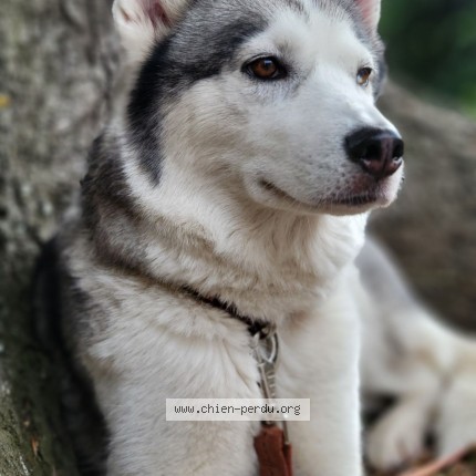 Foto de perro perdido en Valleres