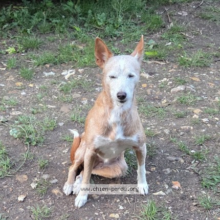 Foto de perro perdido en Morsang Sur Orge