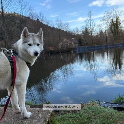 Foto de perro perdido en Ballancourt Sur Essonne
