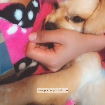 Foto 1/1 Bufy Perro perdido en Quito