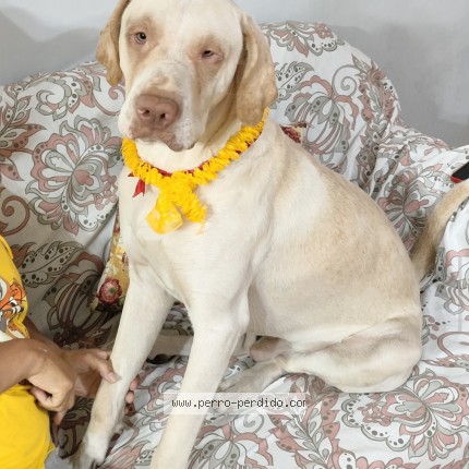 Foto 1/1 Rex Perro perdido en Lima ate