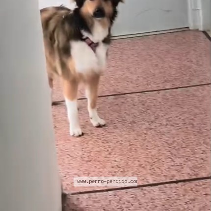 Foto 1/1 centany lopez Perro perdido en Belvedere
