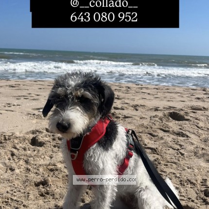 Foto 1/1 Perro encontrado Perdido en Gandia