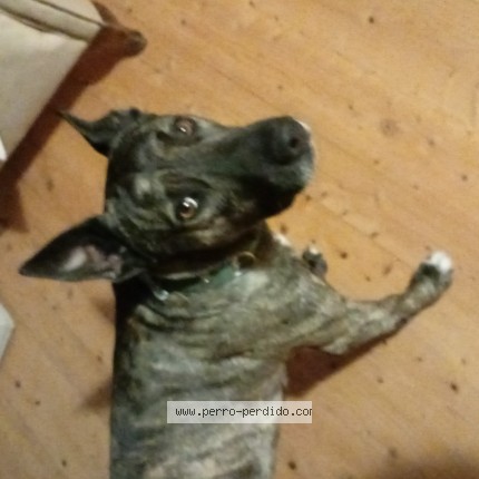 Foto 1/1 pele Perro perdido en Ciudad de la costa parquemiramar