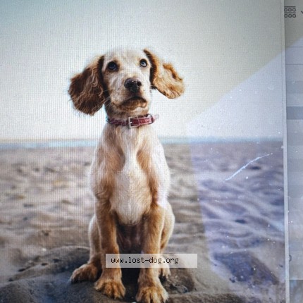 Foto de un perro reunido en Test