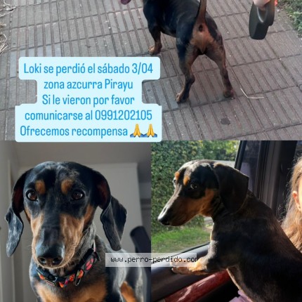 Foto 1/1 Loki Perro perdido en Pirayu
