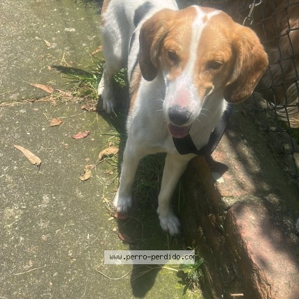 Foto 1/1 Perro encontrado Encontrado en Bogota