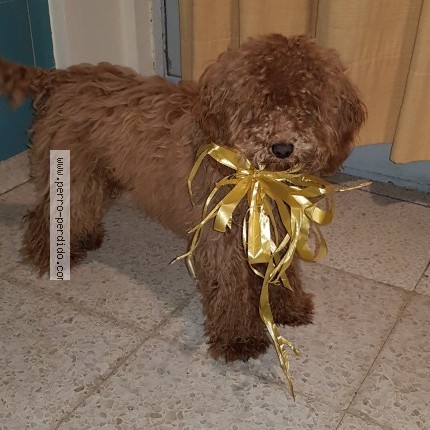 Foto 2/2 ARISTOTELES Perro perdido en San Jose De Mayo