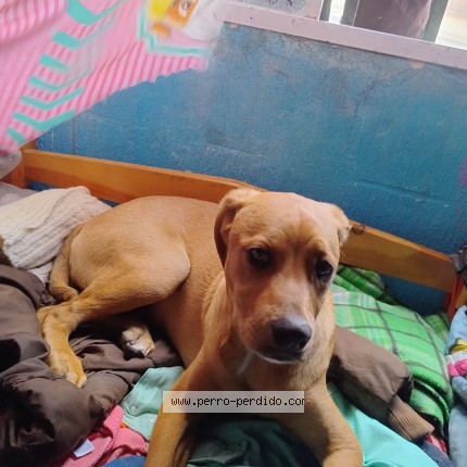 Foto 2/2 linda Perro perdido en Guatemala
