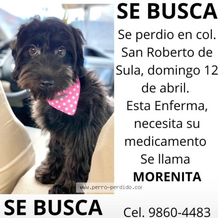 Foto 1/1 Morena Perro perdido en San pedro sula