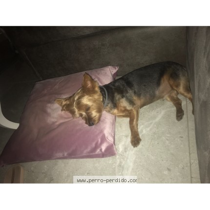 Foto 1/1 Babi Perro perdido en Huete