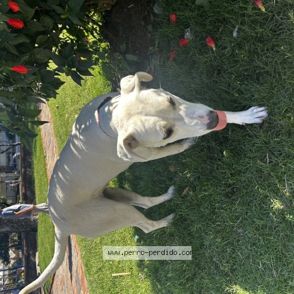 Foto 1/1 Perro encontrado Encontrado en Montevideo