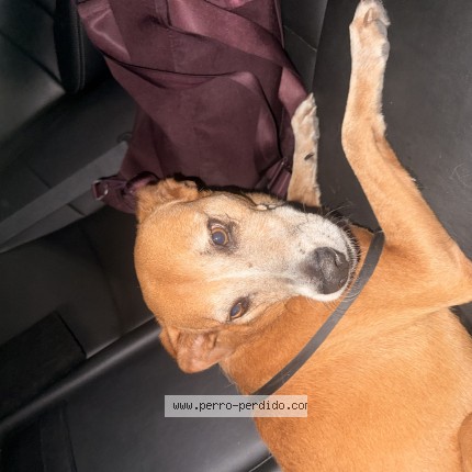 Foto 1/1 Perro encontrado Encontrado en San juan
