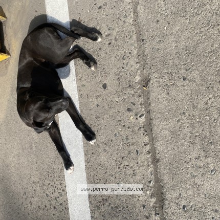 Foto 1/1 Perro encontrado Encontrado en Conchali