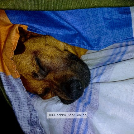 Foto de perro perdido en Quilmes