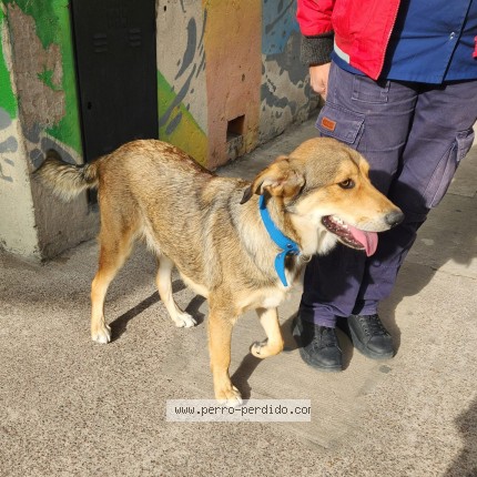 Foto 1/1 Perro encontrado Encontrado en Bernal