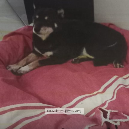 Foto 1/1 nala Perro perdido en Nice