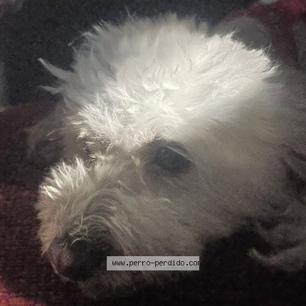 Foto 2/2 Peppa Perro perdido en Santiago