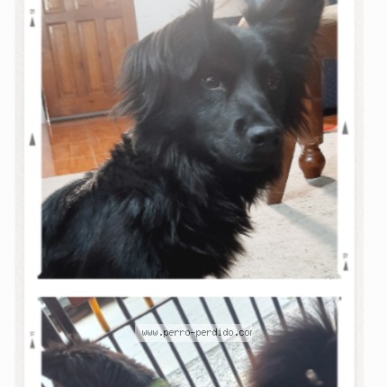 Foto 1/1 Mey o Kiki Perro perdido en Renca