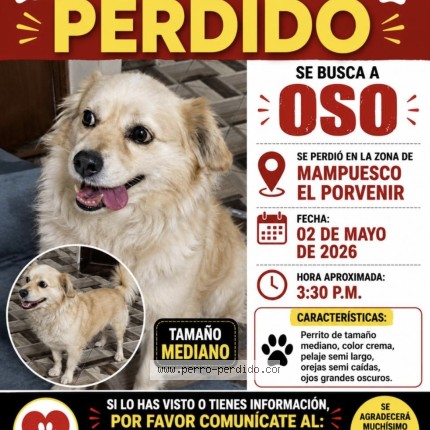 Foto 1/2 oso Perro perdido en Trujillo Porvenir