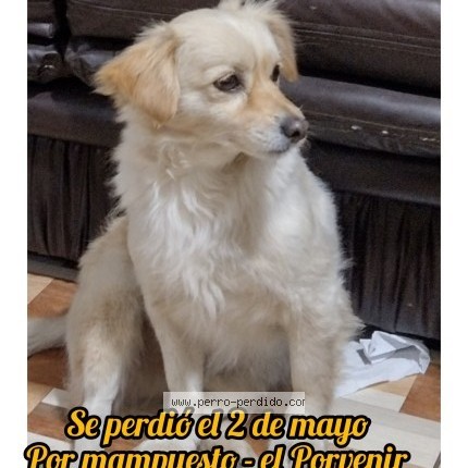 Foto 2/2 oso Perro perdido en Trujillo Porvenir