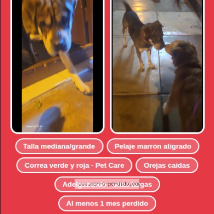 Foto 1/1 Perro encontrado Encontrado en Lima