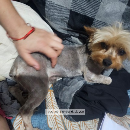 Foto 1/1 Titan Perro perdido en Villarrica