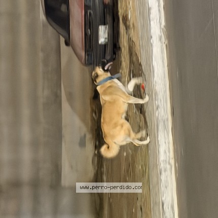 Foto de perro encontrado en Mixco