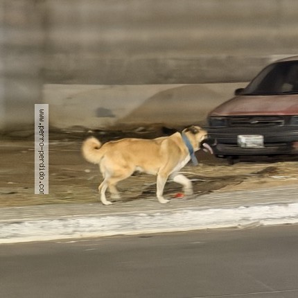 Foto 1/1 Perro encontrado Encontrado en Mixco